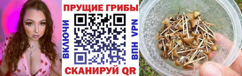 Псилоцибиновые грибы Psilocybine cubensis  купить наркоту  Шелехов 